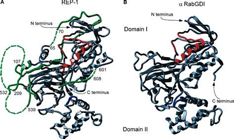 Structure Of Rab Escort Protein 1 In Complex With Rab