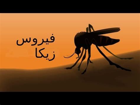 فيروس زيكا مرتبط بفيروس الضنك وفيروس الحُمى الصَفراء وفيروس التهِاب الدماغ الياباني وفيروس غرب النيل، كمان حُمى زيكا شبه حُمى الضنك،, عشان بيتعالج في وقت الراحة ومفيش لحد دلوقتى علاج بيحمى. ما مدى خطورة فيروس زيكا؟ - YouTube