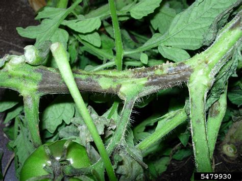 Stem Turning Black On Tomatoes Why A Tomato Plants Has Black Stems