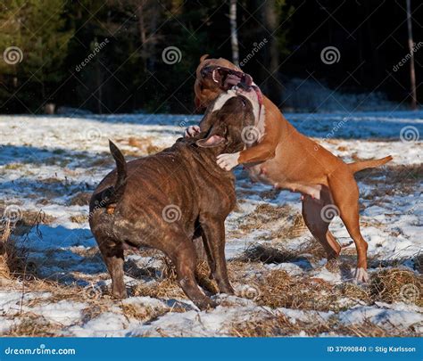 Pitbull Play Fighting With Olde English Bulldog Stock Photo Image Of
