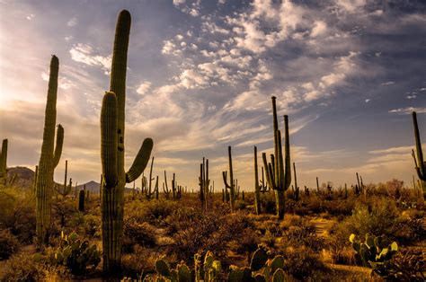 Cactus Desert Wallpaper 2560x1700 56553 Baltana