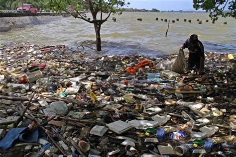 Di indonesia ini jumlah populasi buaya terbilang cukup besar. Lautan Indonesia, Penyumbang Sampah Terbesar di Dunia ...