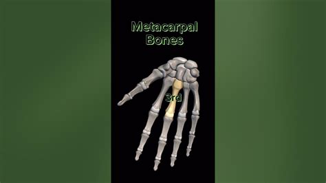Metacarpal Bones 🦴 Mbbslife Utubeshorts Neet Bones Viralshort