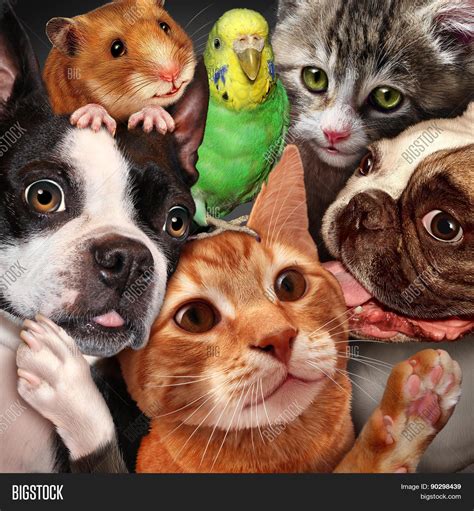Pet Group Image & Photo (Free Trial) | Bigstock