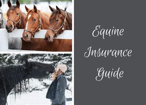 Equine Insurance: Ultimate Buying Guide – Equine Ridge