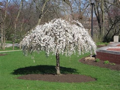 Photographs of weeping trees and landscape accents like weeping cherry, weeping hemlock and photos of weeping trees which are commonly used to provide ornamental landscape beds with a branches are staked and trained to create the height and shape. 16 best Umbrella shaped trees images on Pinterest ...
