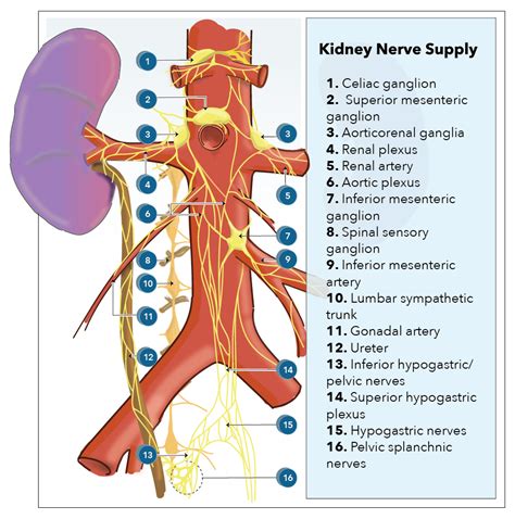 Anatomy Abdomen And Pelvis Kidney Nerves Article Statpearls
