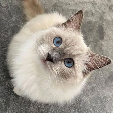 Ragdoll Cats For Adoption All You Need To Know Catspurfection