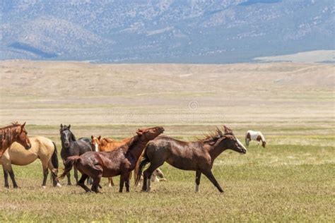 Herd Of Wild Horses In Summer Stock Image Image Of Horses Herd