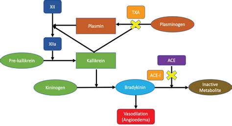 Use Of Tranexamic Acid Prevents Intubation In Ace Inhibitor Induced