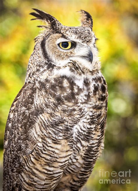 Great Horned Owl Art Photograph By David Millenheft Fine Art America