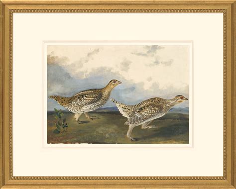 Audubons Watercolors Octavo Pl 382 Sharp Tailed Grouse Audubons