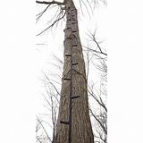Climbing Sticks For Tree Stands Pictures