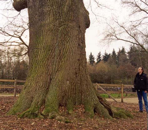 Wat is de kleinste boom ter wereld? Lochem pagina