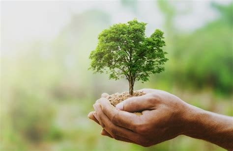 Siempre te voy a cuidar, me agarrar fuerte y que el mundo espere lo quetenga que esperar. La importancia de cuidar de nuestros bosques