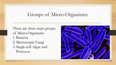 Grade 7 Science Lesson 15 Micro Organisms Youtube
