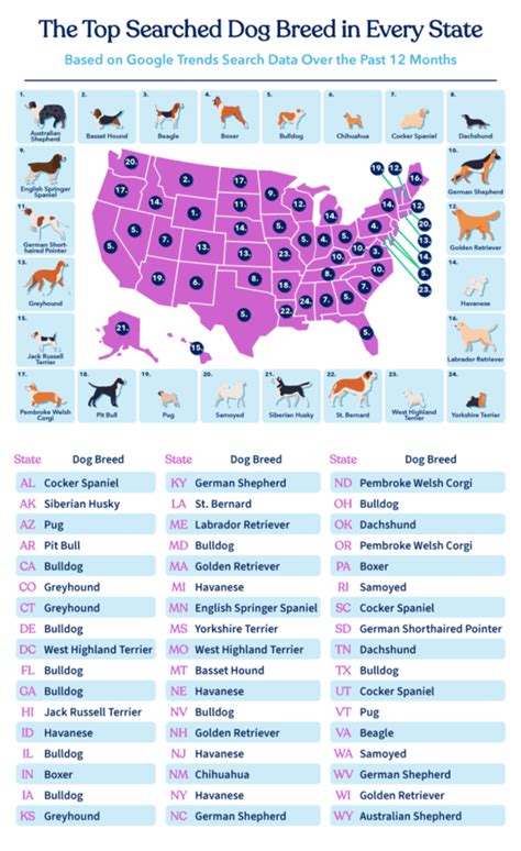 5 Fun Facts About The Most Popular Dog Breed In Every State