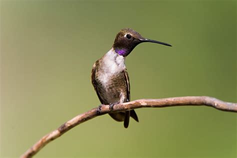 Black Chinned Hummingbird Hummingbird Beautiful Birds Black