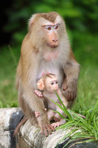 Cute Mother And Baby Monkey Stock Photo Download Image