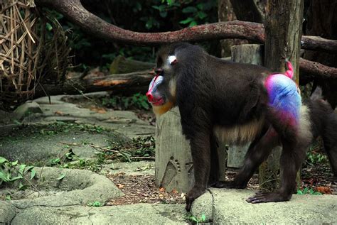 Why Are Monkey Butts So Colorful Popular Science