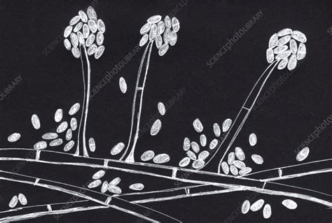 Acremonium Mould Fungus Illustration Stock Image F0357024