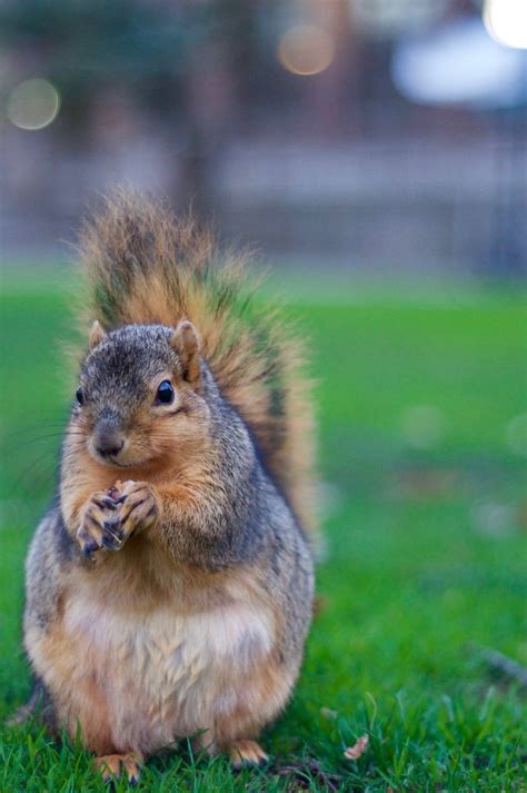 Squirrels University Of Michigan Squirrels Jddemoss Flickr