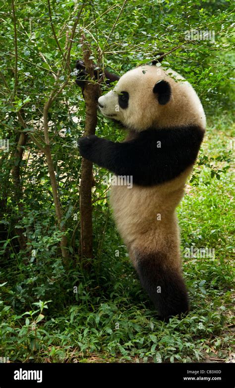 Giant Panda Ailuropoda Melanoleuca Panda Breeding And Research Centre