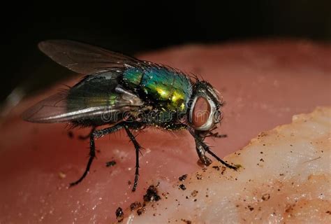 Greenbottle Fly Feeding On Rotting Meat Stock Image Image Of
