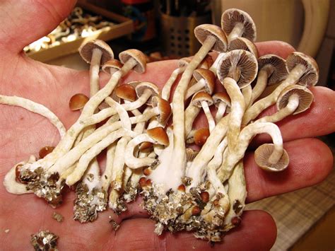 A Growing Push To Loosen Laws Around Psilocybin, Treat Mushrooms As ...