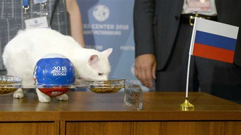 achilles the psychic cat predicts russia win in world cup opening match npr