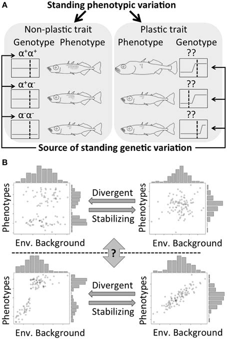 Frontiers Revisiting Rapid Phenotypic Evolution In Sticklebacks