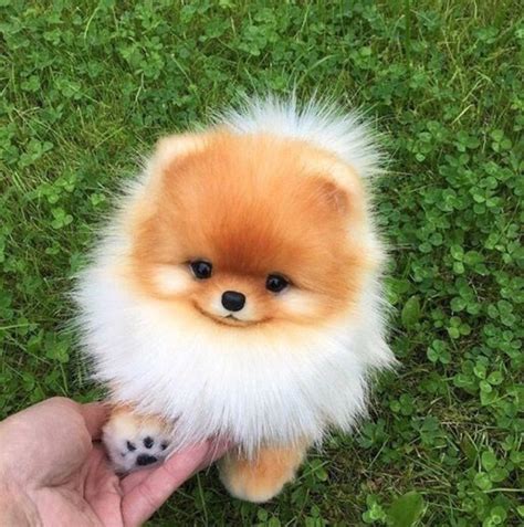 Pomeranian Puppies Picture Teacup Pomeranian Puppies Available For