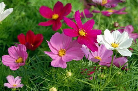 The first frost usually signals the end of the season for annuals and most need to be replanted each year. How to grow grow Cosmos flower | Growing annual plants ...
