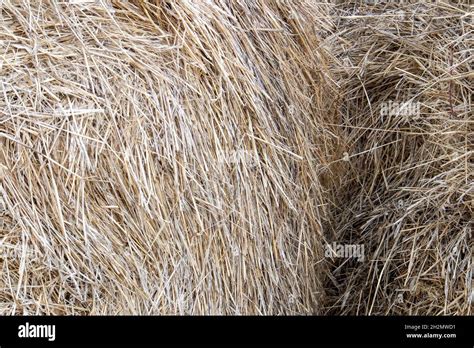 Dry Straw Texture Large Hay Stack After Harvest Season Close Up