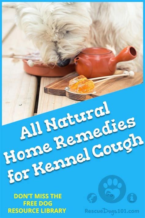 Kennel Cough Natural Remedy Home And Garden Reference