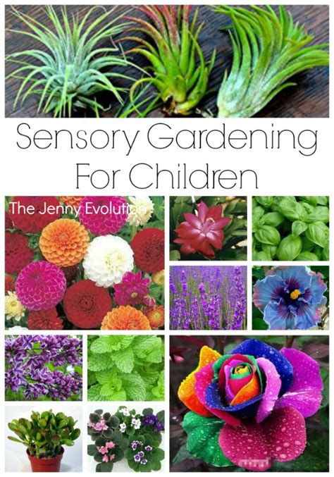 Sensory Garden Ideas For Children Mommy Evolution