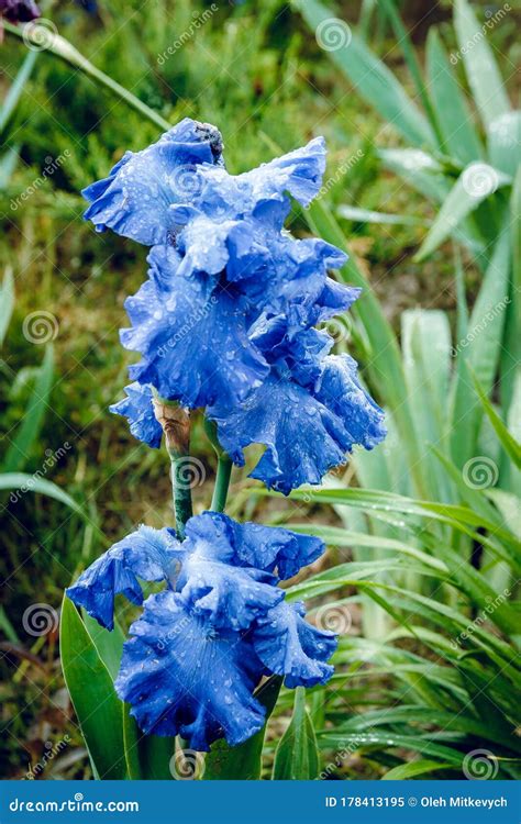 Blue Iris Flower In The Morning Dew Stock Image Image Of Garden