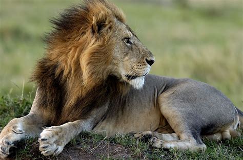 King Of The Beast Lion In Kenya Worlds Cutest Animals Cute Animals
