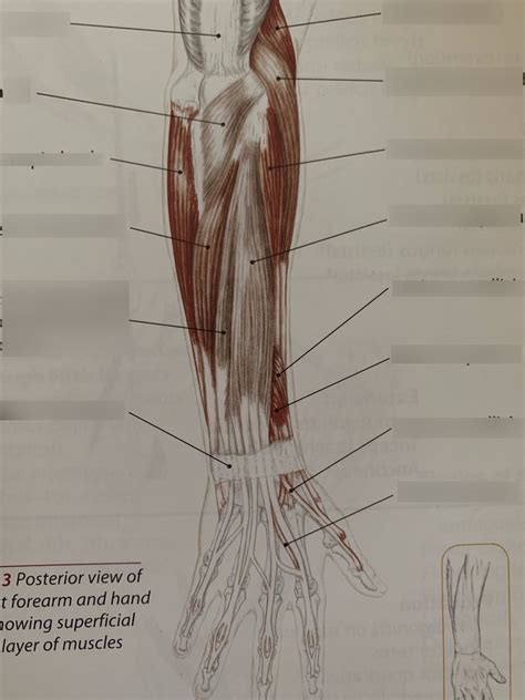 Posterior View Of Right Forearm And Hand Showing Superficial Layer Of