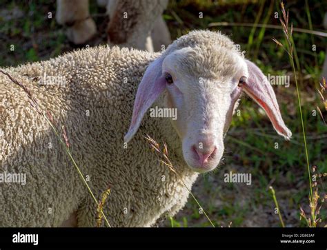 Ovis Gmelini Aries Hi Res Stock Photography And Images Alamy