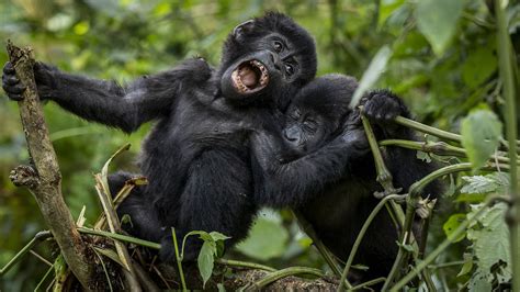 Baby Mountain Gorillas Swing In Ugandas Bwindi National Park Cgtn