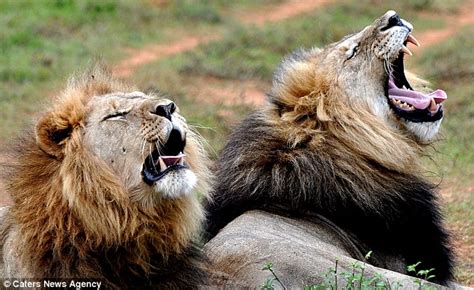 South African Lion Pride Breaks Out Into Song At Twilight At Kariega Game Reserve Daily Mail