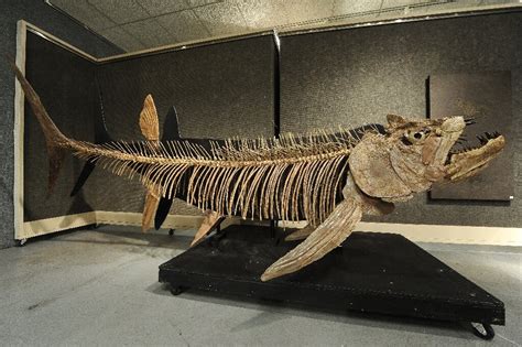 Fossil Of Giant 70 Million Year Old Fish Found In Argentina Histecho