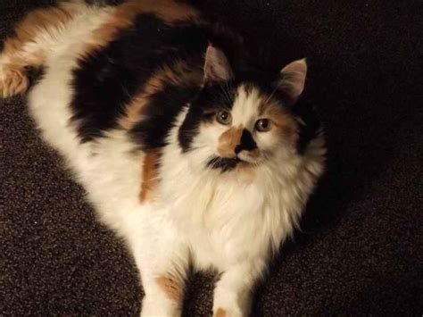 Calico Maine Coon The Ultimate Guide Maine Coon Hawaii