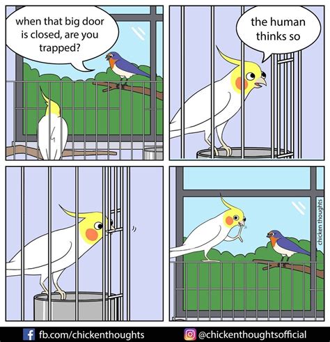 25 Funiest New Comics About Parrots Illustrated By The Owner Of The