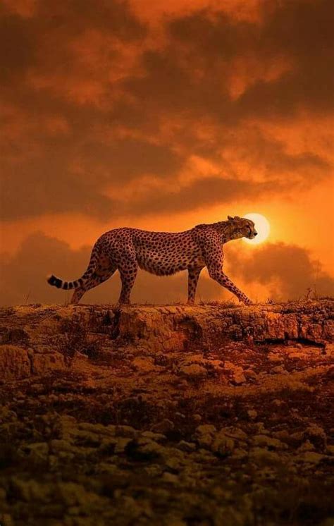 Cheetah In The Light Of An African Sunset Animals