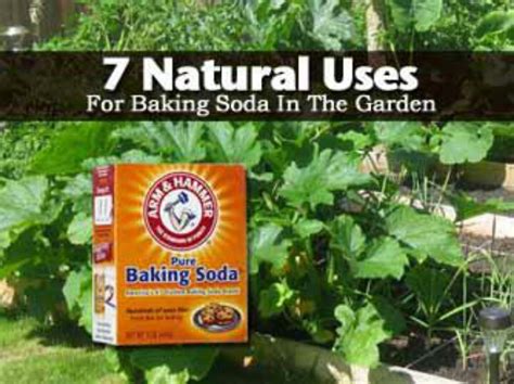 7 Natural Uses For Baking Soda In The Garden Plant Care Today Never