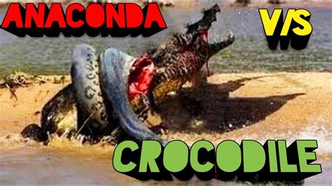 Anaconda Crocodile Fight Anaconda Vs Crocodİle Anaconda Vs Python