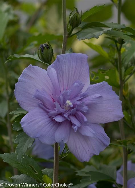 Blue Chiffon Rose Of Sharon Hibiscus Syriacus Proven Winners