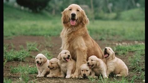 Funny And Cute Golden Retriever Puppies Compilation 1